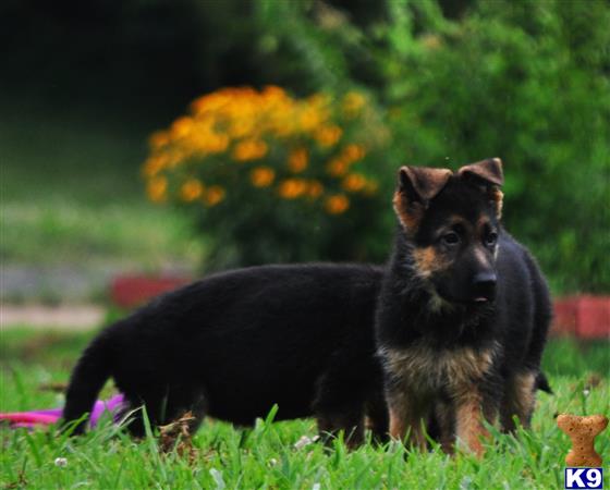 blueridgelanegsd Picture 2